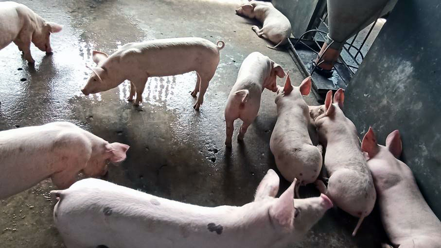 Schweinezucht
