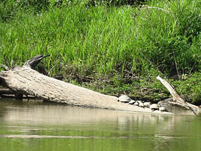 Flussschildkröten