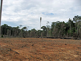 Lichtung für die "Fazenda da Esperana" in Mâncio Lima 